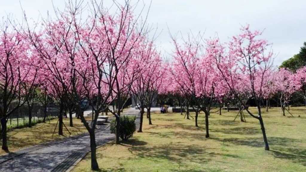 ▲公二公園櫻花。（台北市公園處提供）
